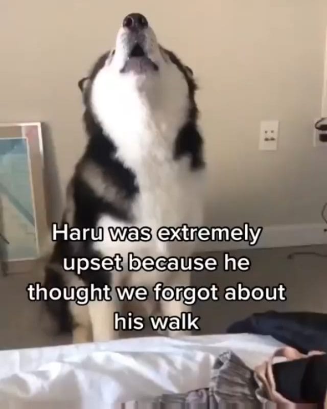 Post 6 by Husky 🇺🇲 on Instagram (video)