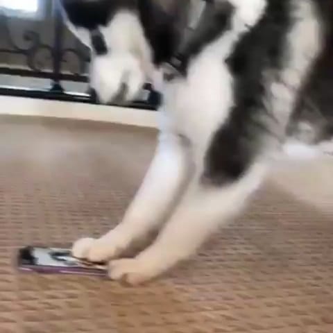 Post 3 by Husky 🇺🇲 on Instagram (video)