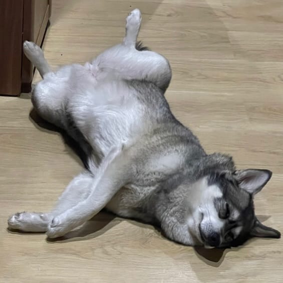 Post 1 by Alaskan klee kai Russia 🇷🇺 on Instagram (image)
