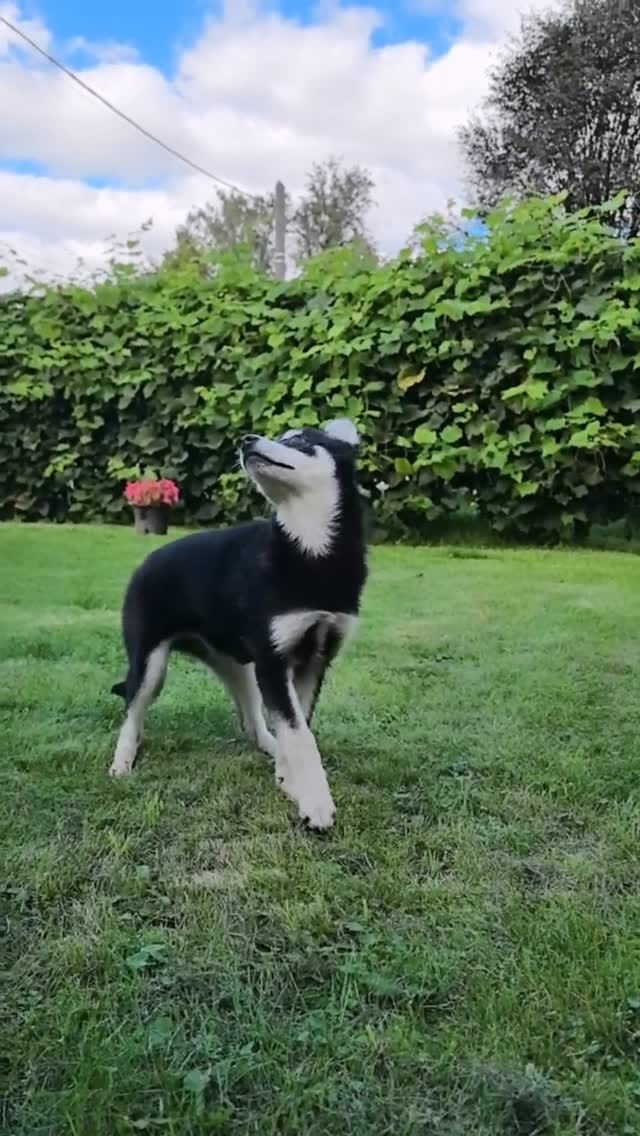 Post 6 by Alaskan klee kai Russia 🇷🇺 on Instagram (video)