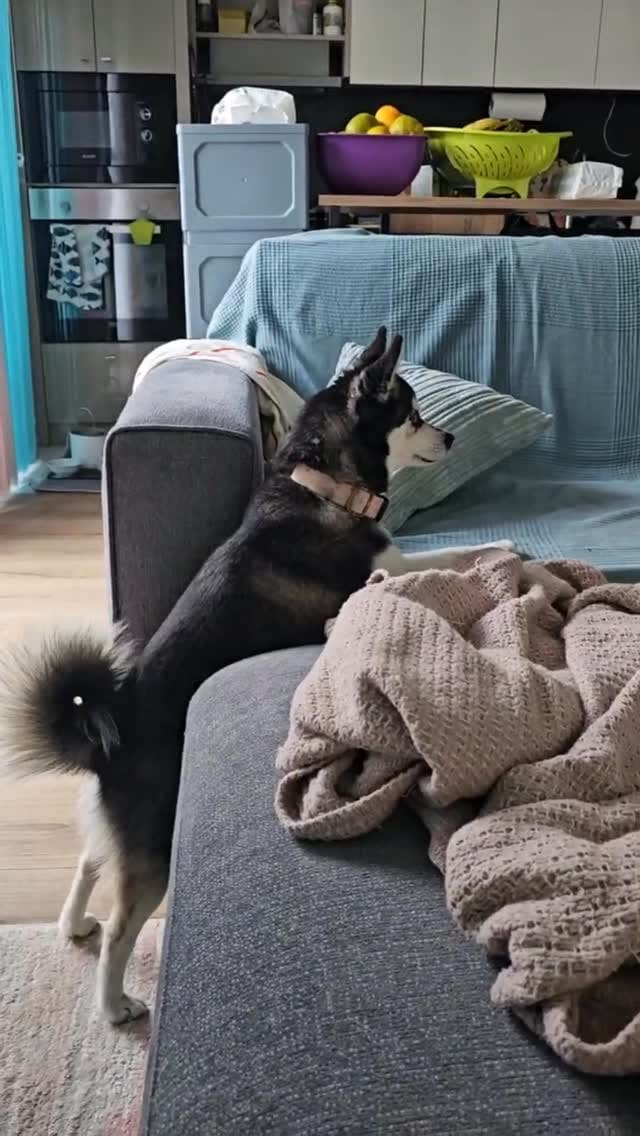 Post 4 by Alaskan klee kai Russia 🇷🇺 on Instagram (video)