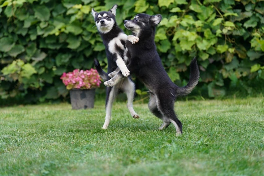 Post 7 by Alaskan klee kai Russia 🇷🇺 on Instagram (carousel)