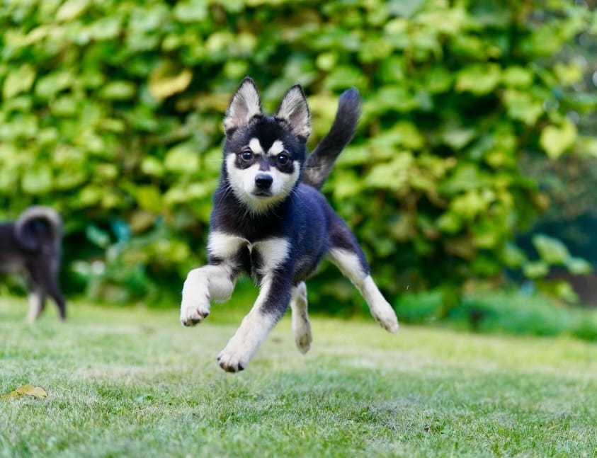 Post 2 by Alaskan klee kai Russia 🇷🇺 on Instagram (carousel)
