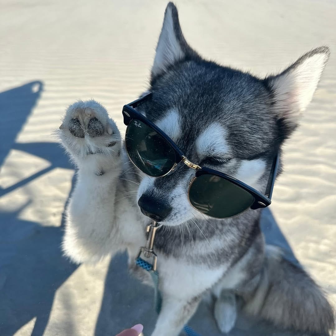 Post 3 by Alaskan klee kai Russia 🇷🇺 on Instagram (carousel)