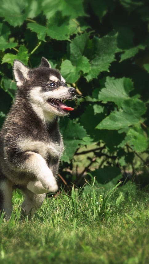 Post 9 by Alaskan klee kai Russia 🇷🇺 on Instagram (video)