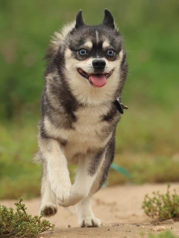 Post 8 by Alaskan klee kai Russia 🇷🇺 on Instagram (carousel)