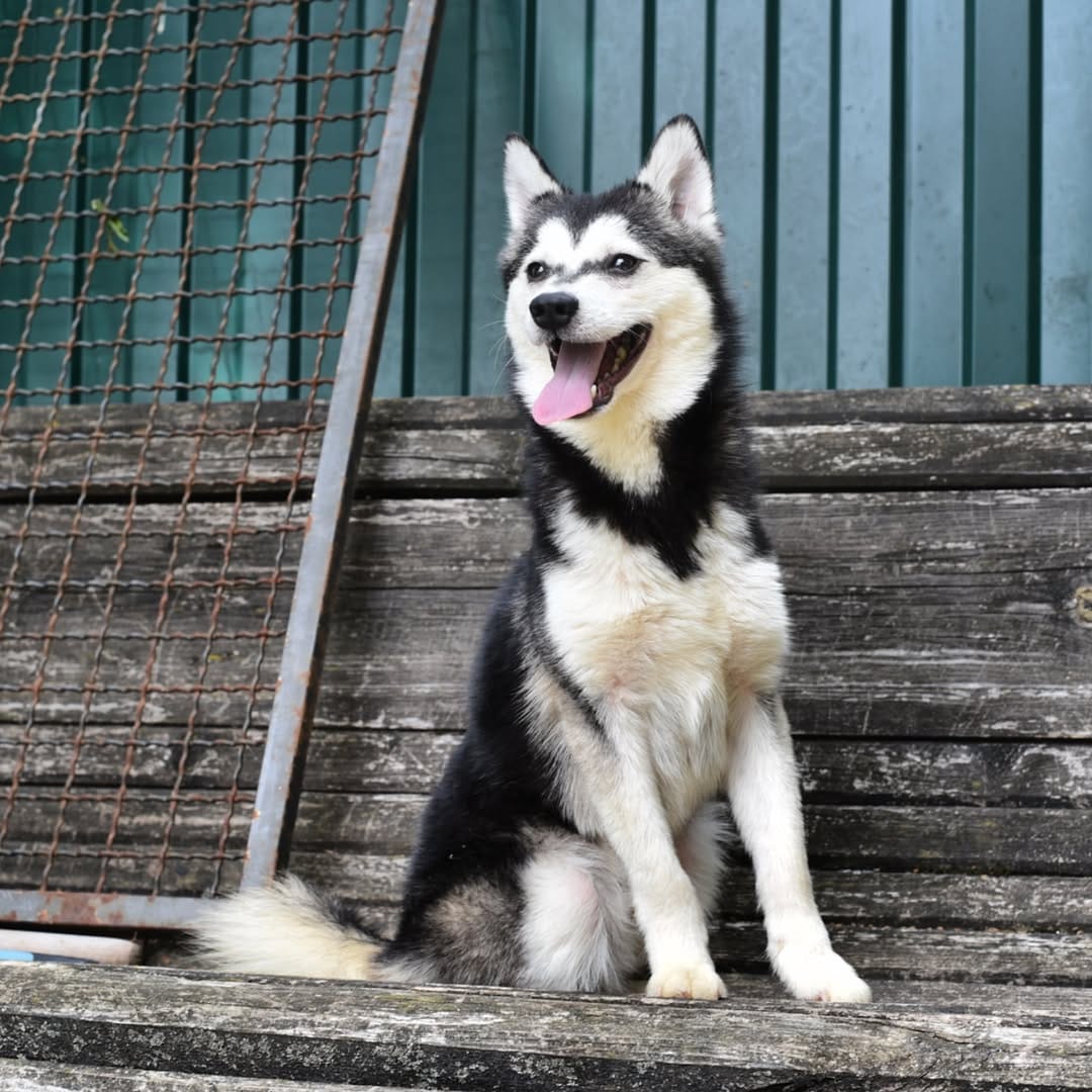 Post 10 by Alaskan klee kai Russia 🇷🇺 on Instagram (image)