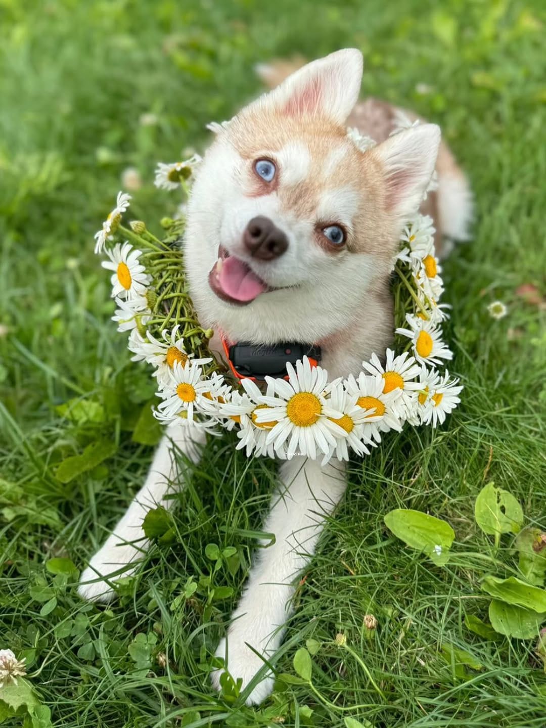 Post 5 by Alaskan klee kai Russia 🇷🇺 on Instagram (image)