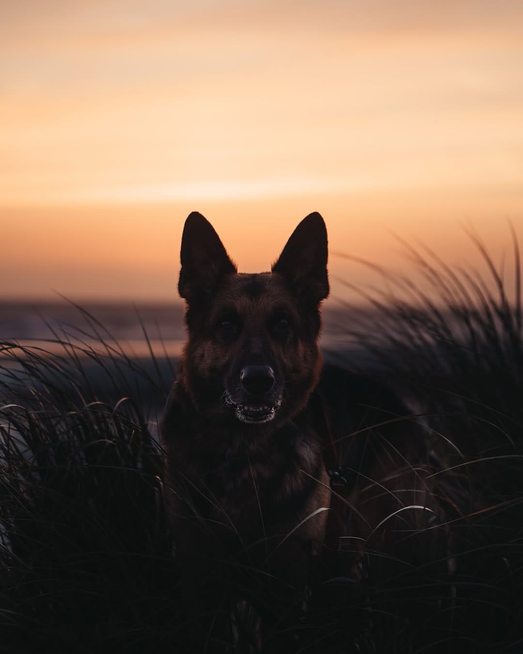 Post 2 by Aksel, Dexter & Greta | Traci on Instagram (image)