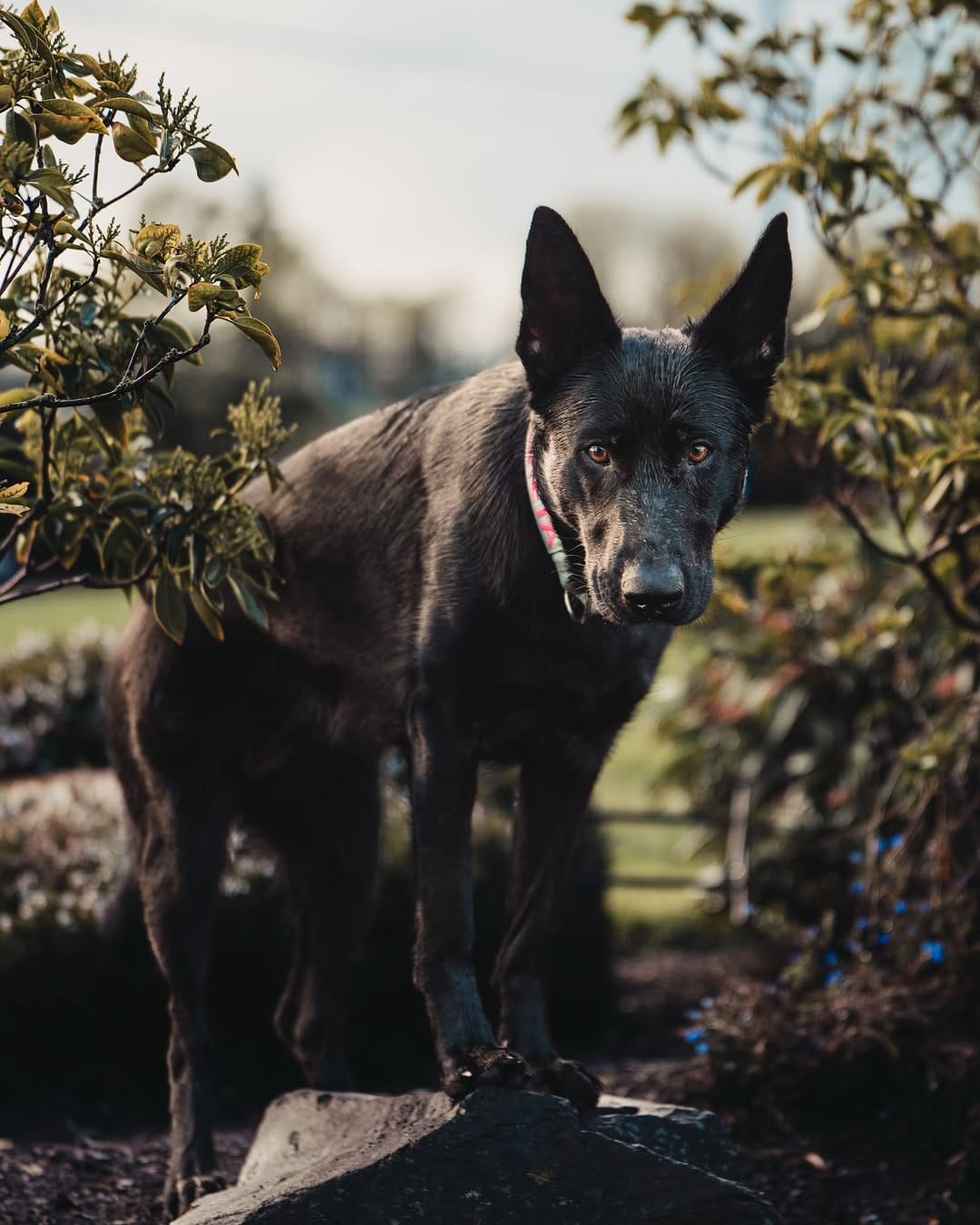 Post 3 by Aksel, Dexter & Greta | Traci on Instagram (image)