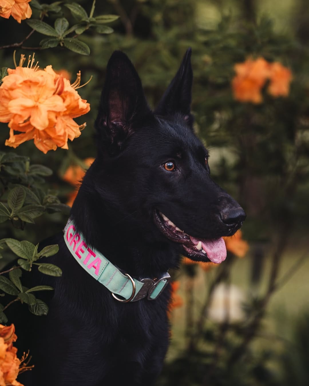 Post 4 by Aksel, Dexter & Greta | Traci on Instagram (image)