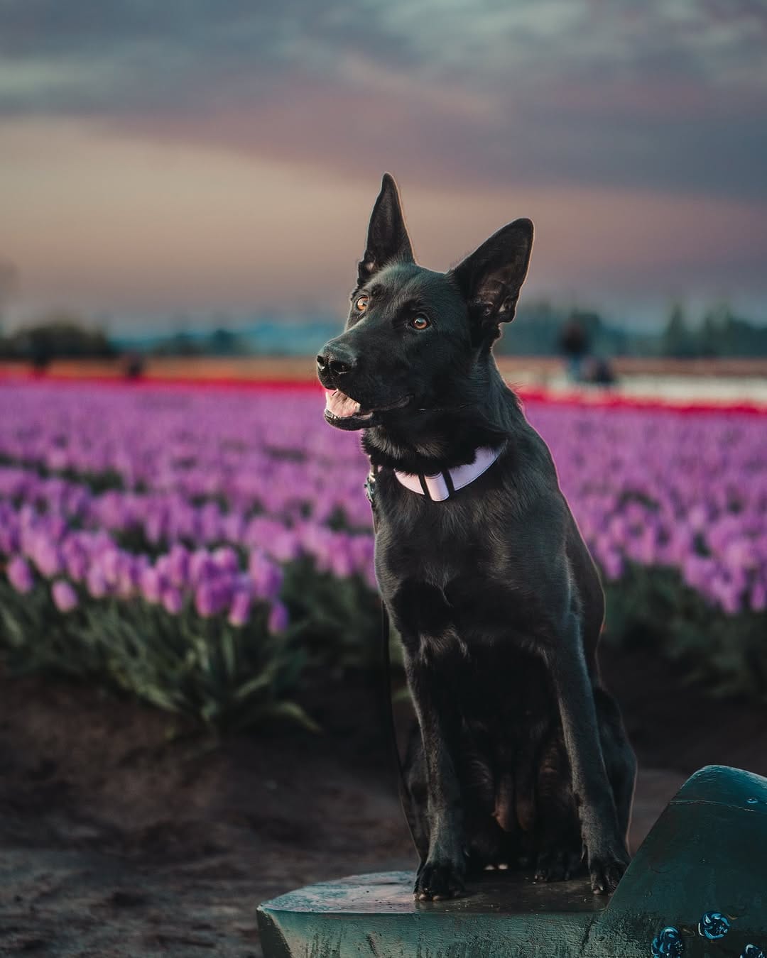 Post 9 by Aksel, Dexter & Greta | Traci on Instagram (image)