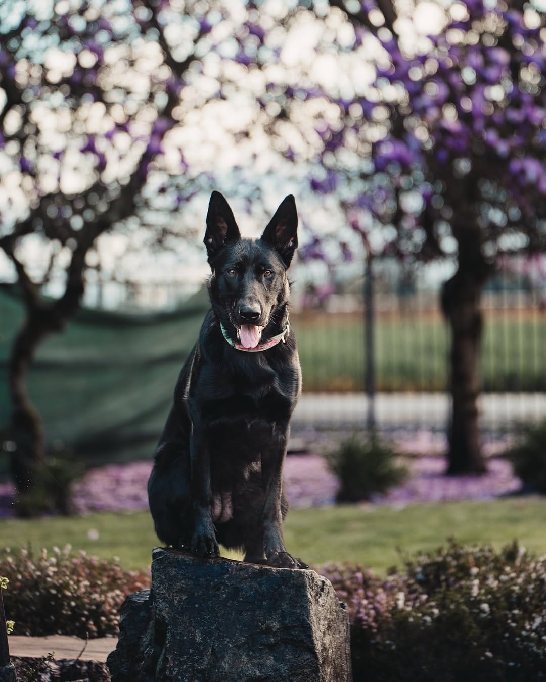 Post 7 by Aksel, Dexter & Greta | Traci on Instagram (image)