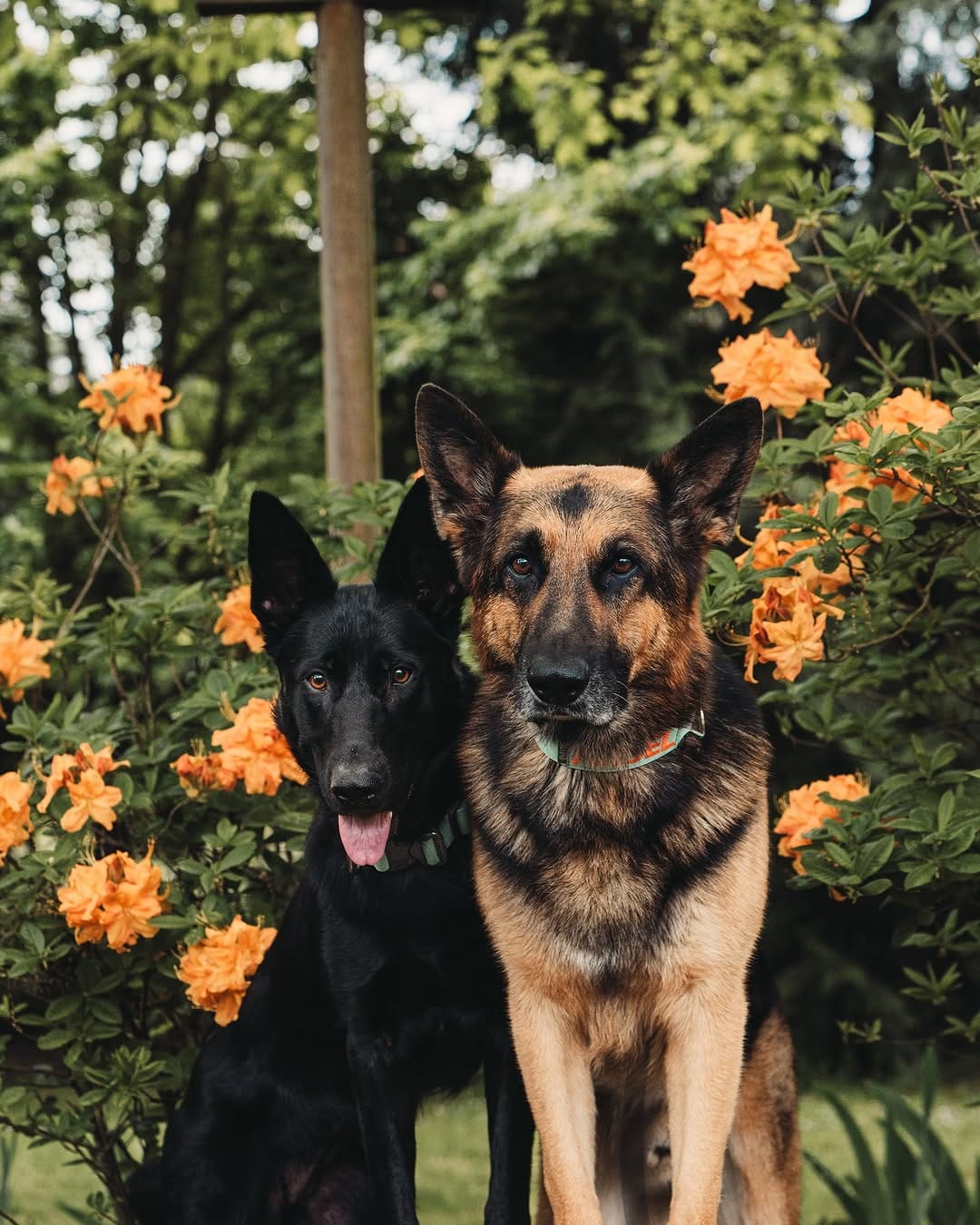Post 5 by Aksel, Dexter & Greta | Traci on Instagram (image)
