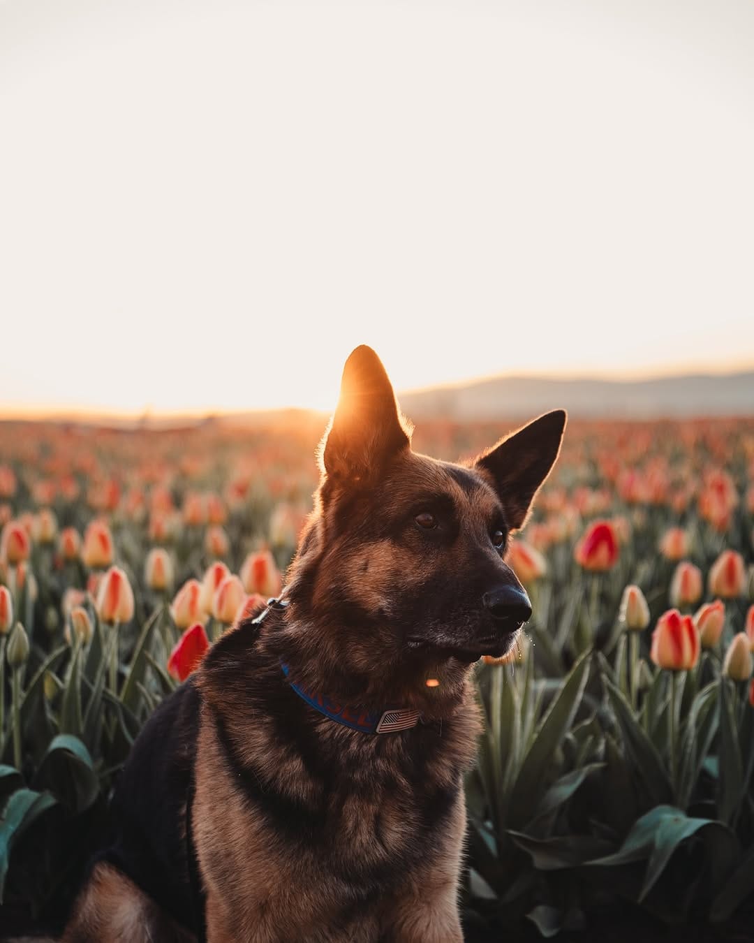 Post 10 by Aksel, Dexter & Greta | Traci on Instagram (image)