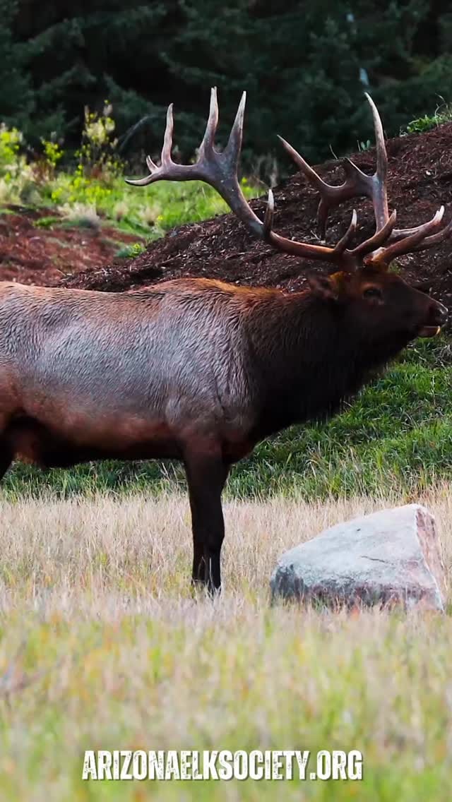 Post 7 by Arizona Elk Society on Instagram (video)