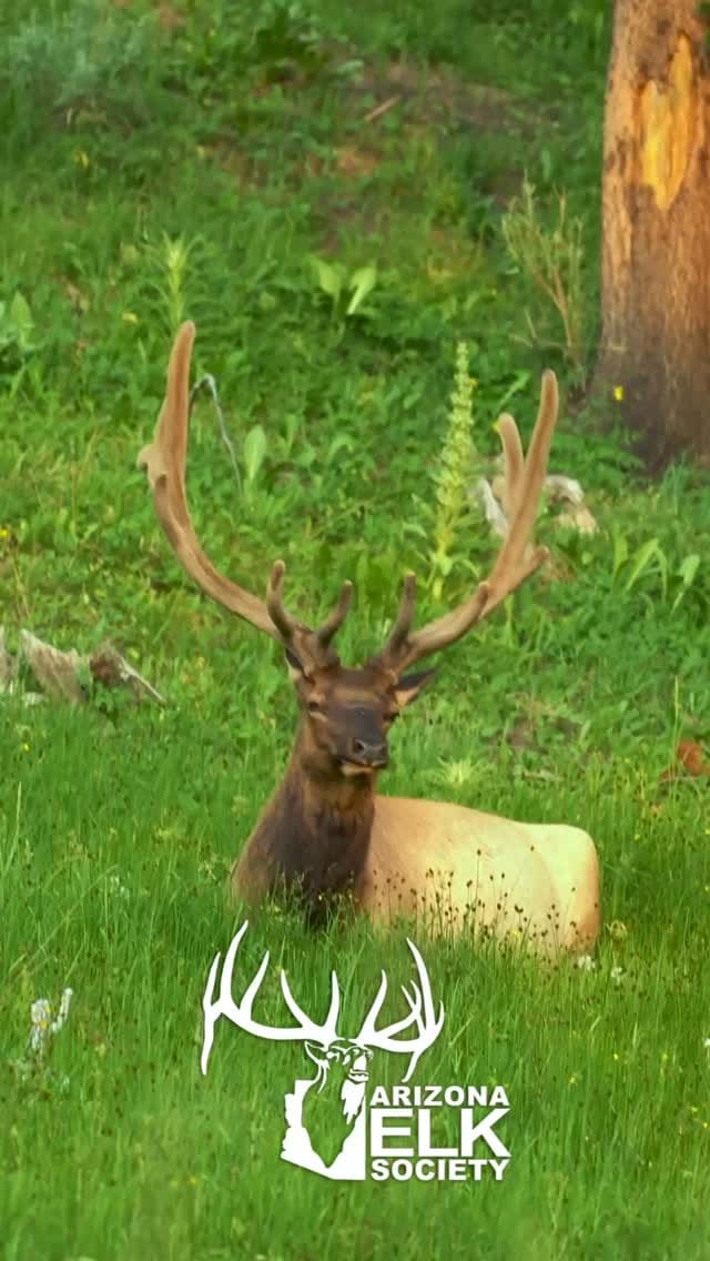 Post 6 by Arizona Elk Society on Instagram (video)