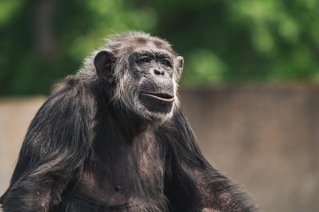 Post 1 by Chimp Haven on Instagram (image)