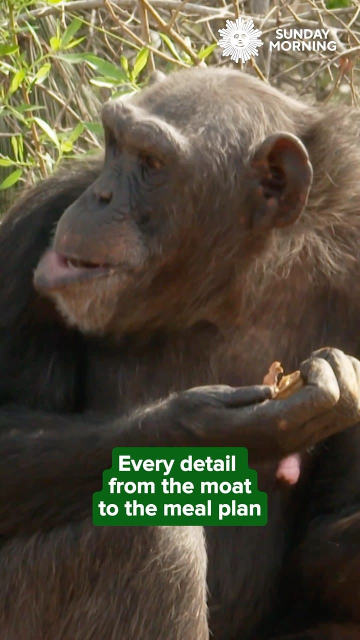 Post 8 by Chimp Haven on Instagram (video)