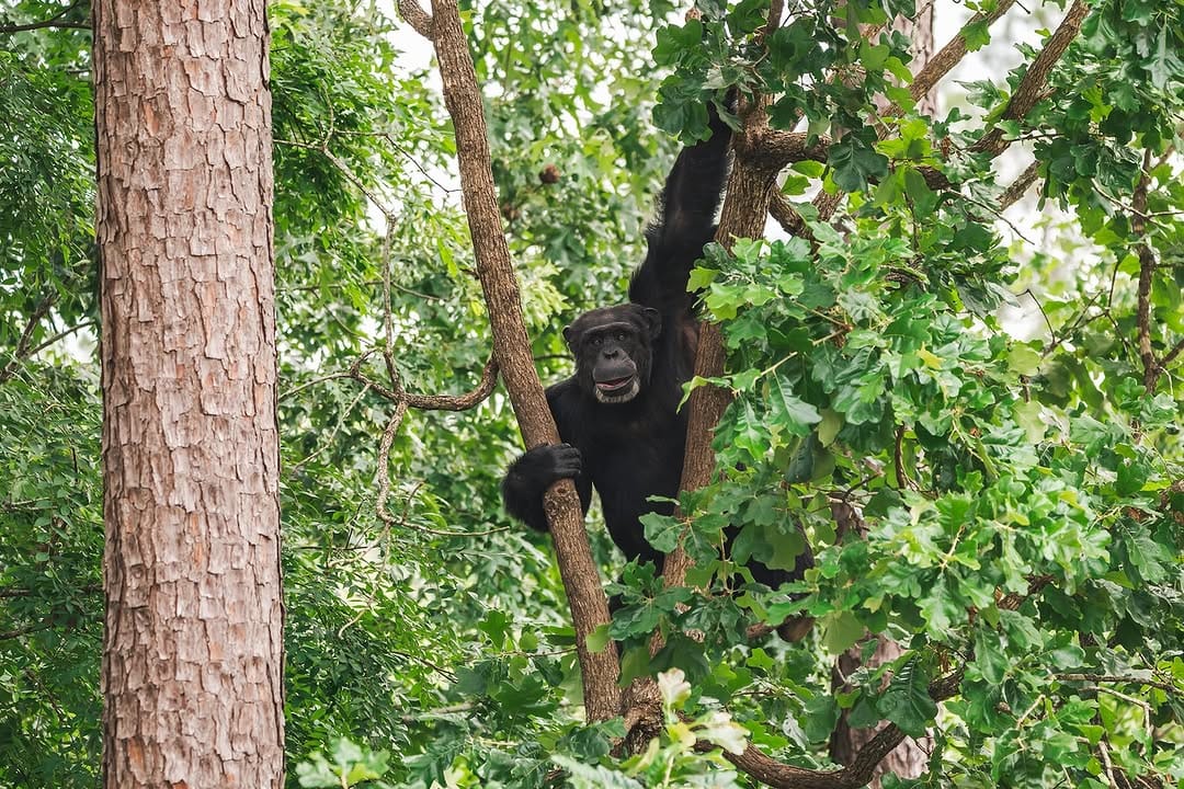 Post 4 by Chimp Haven on Instagram (image)