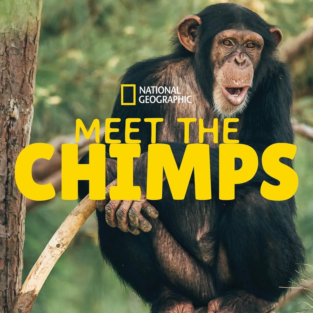 Post 10 by Chimp Haven on Instagram (image)