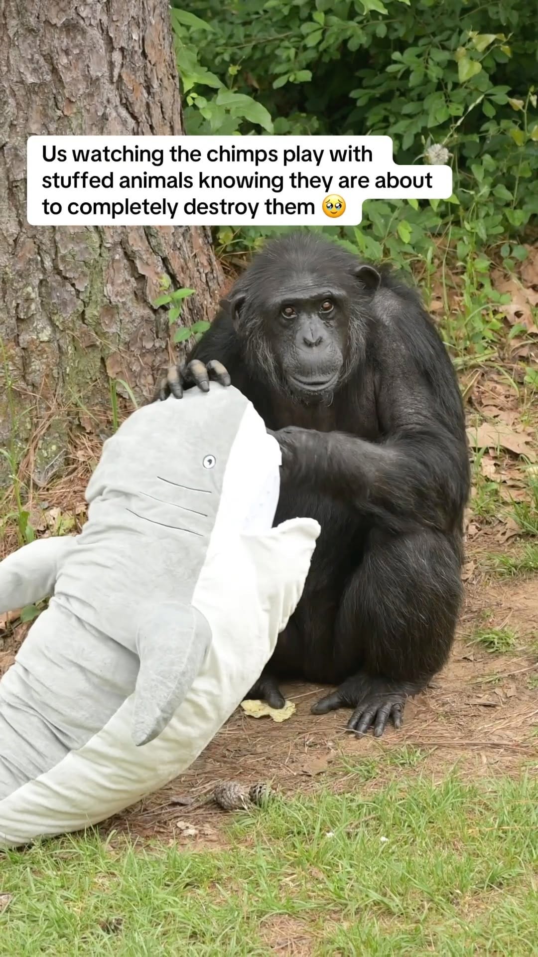 Post 5 by Chimp Haven on Instagram (video)