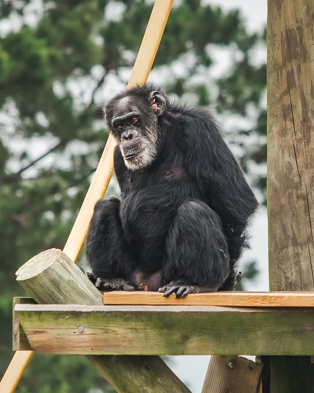Post 6 by Chimp Haven on Instagram (image)