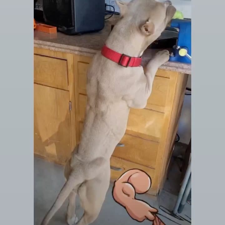 Post 8 by Norcals-Finest on Instagram (video)