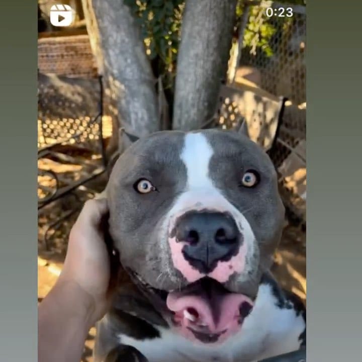 Post 10 by Norcals-Finest on Instagram (video)