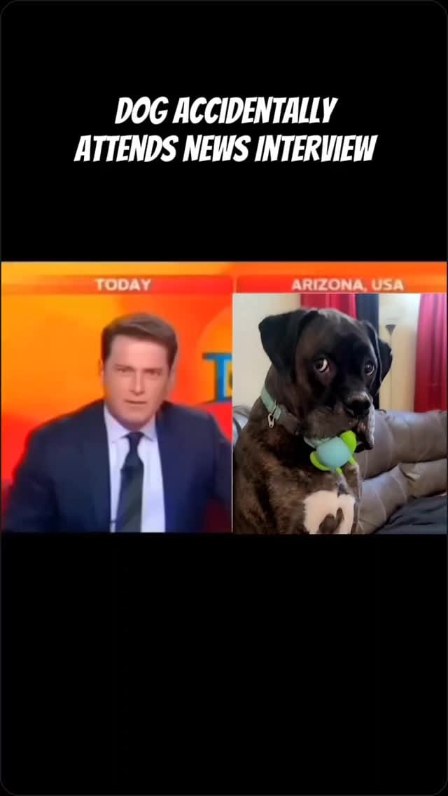 Post 8 by My 6 boxer dogs on Instagram (video)