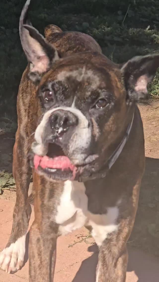 Post 1 by My 6 boxer dogs on Instagram (video)