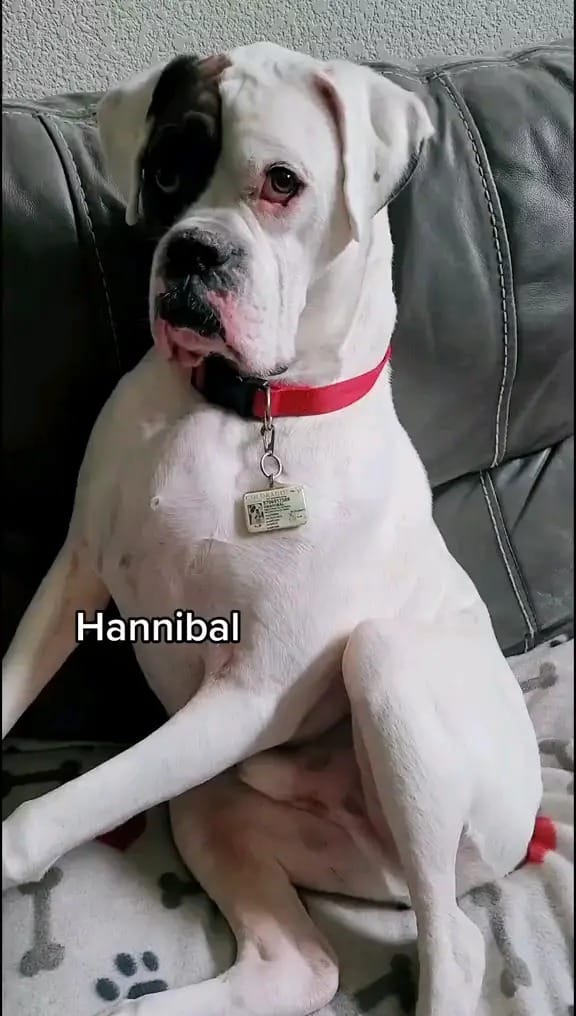 Post 10 by My 6 boxer dogs on Instagram (video)