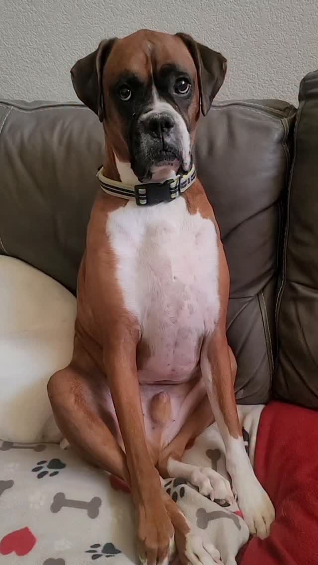 Post 7 by My 6 boxer dogs on Instagram (video)