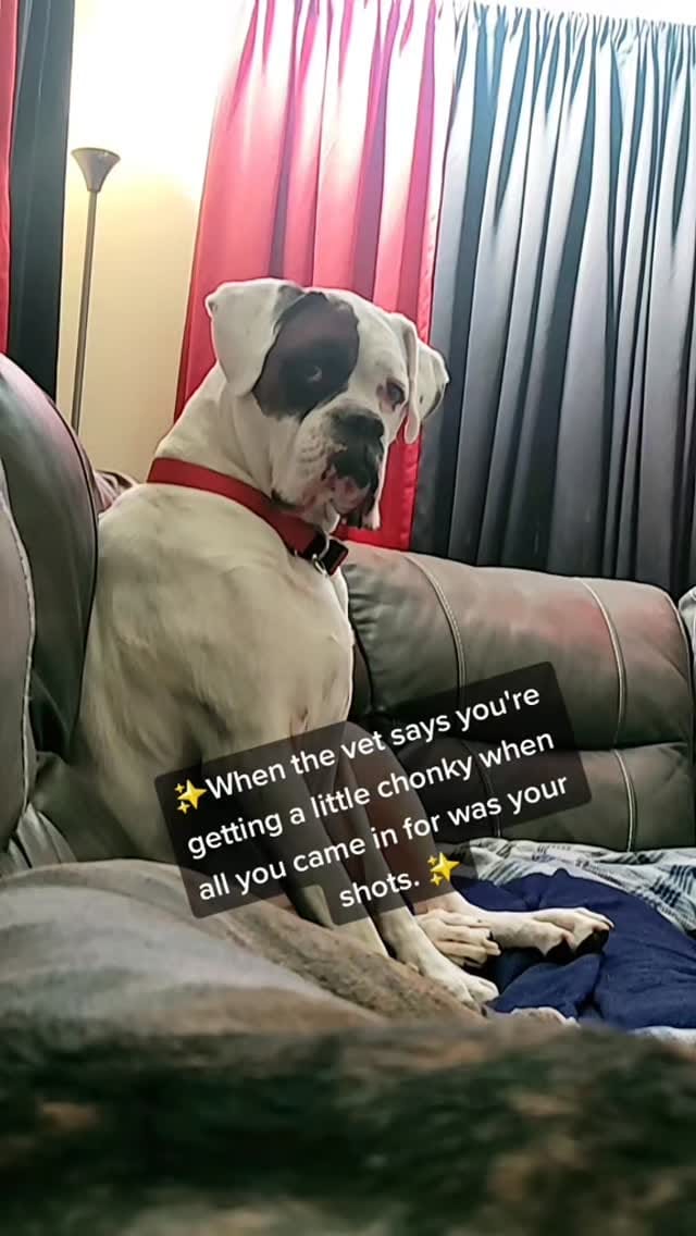 Post 4 by My 6 boxer dogs on Instagram (video)
