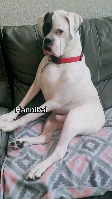 Post 9 by My 6 boxer dogs on Instagram (video)