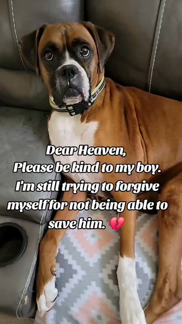 Post 6 by My 6 boxer dogs on Instagram (video)