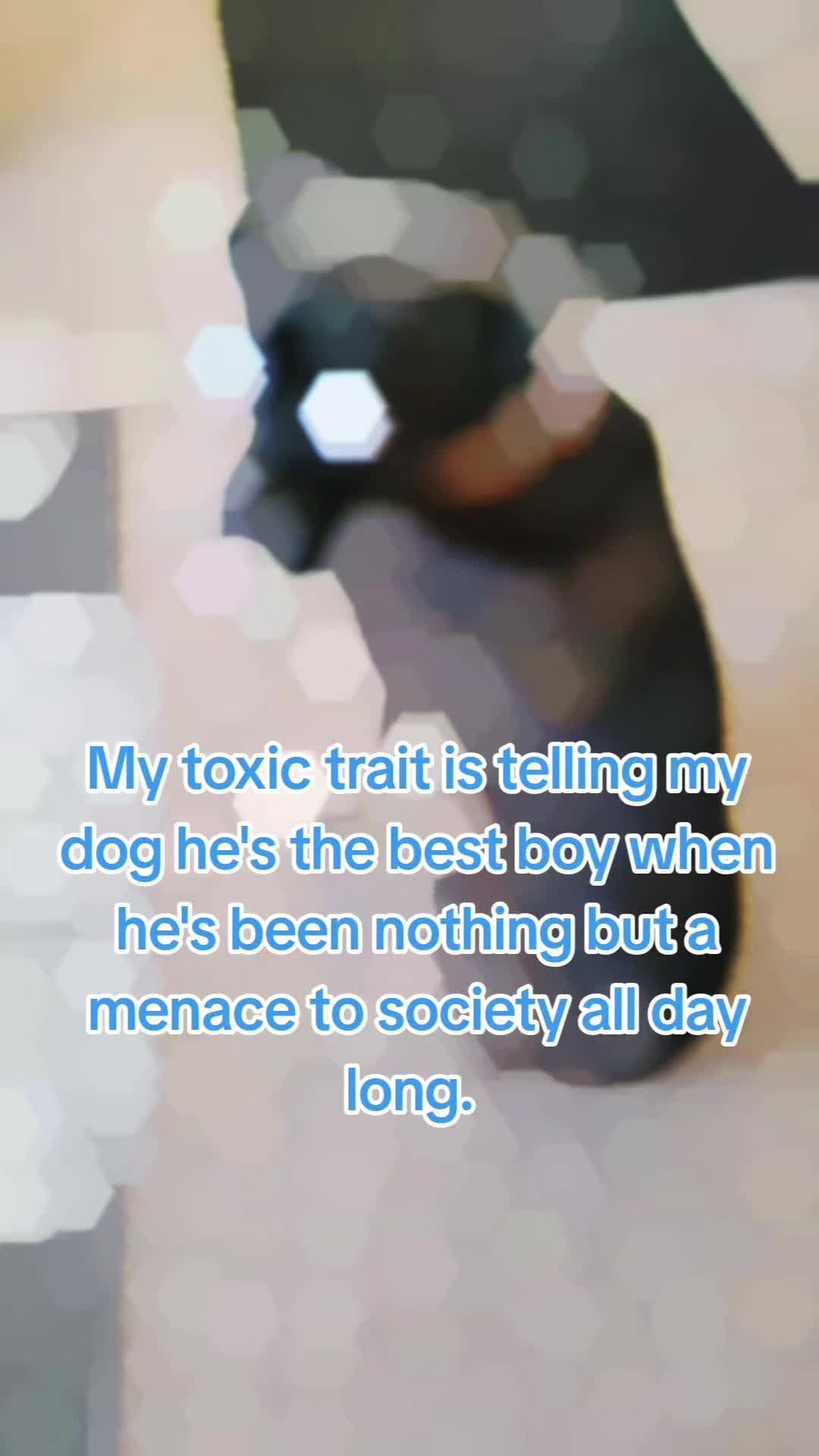 Post 3 by My 6 boxer dogs on Instagram (video)