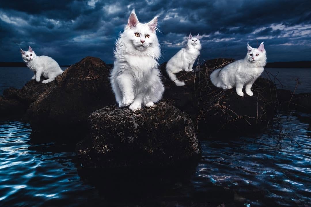 Post 6 by Maine Coon Beauty Cat on Instagram (image)