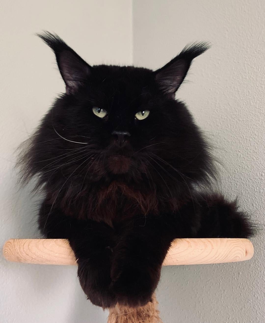 Post 4 by Maine Coon Beauty Cat on Instagram (image)