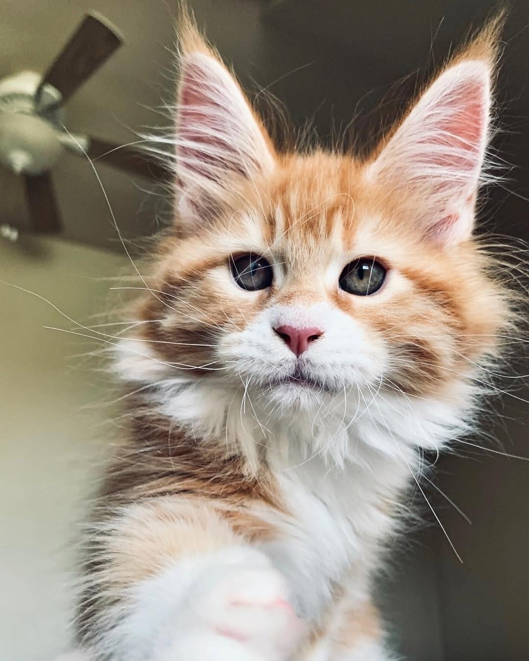 Post 2 by Maine Coon Beauty Cat on Instagram (image)