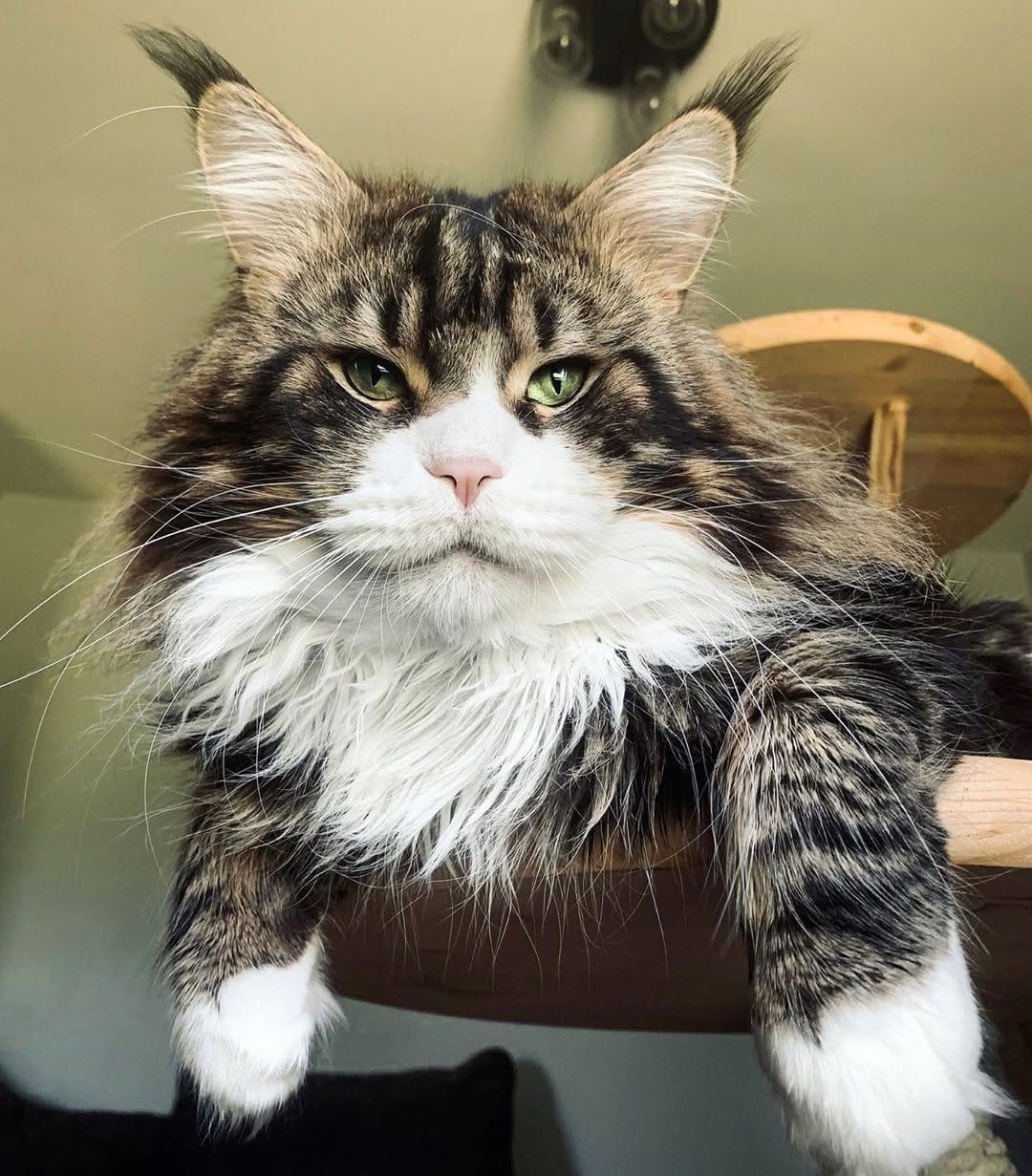 Post 10 by Maine Coon Beauty Cat on Instagram (image)