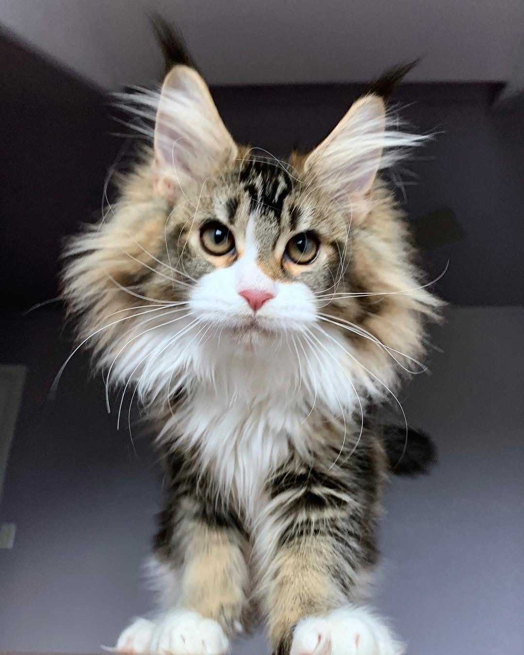 Post 8 by Maine Coon Beauty Cat on Instagram (image)
