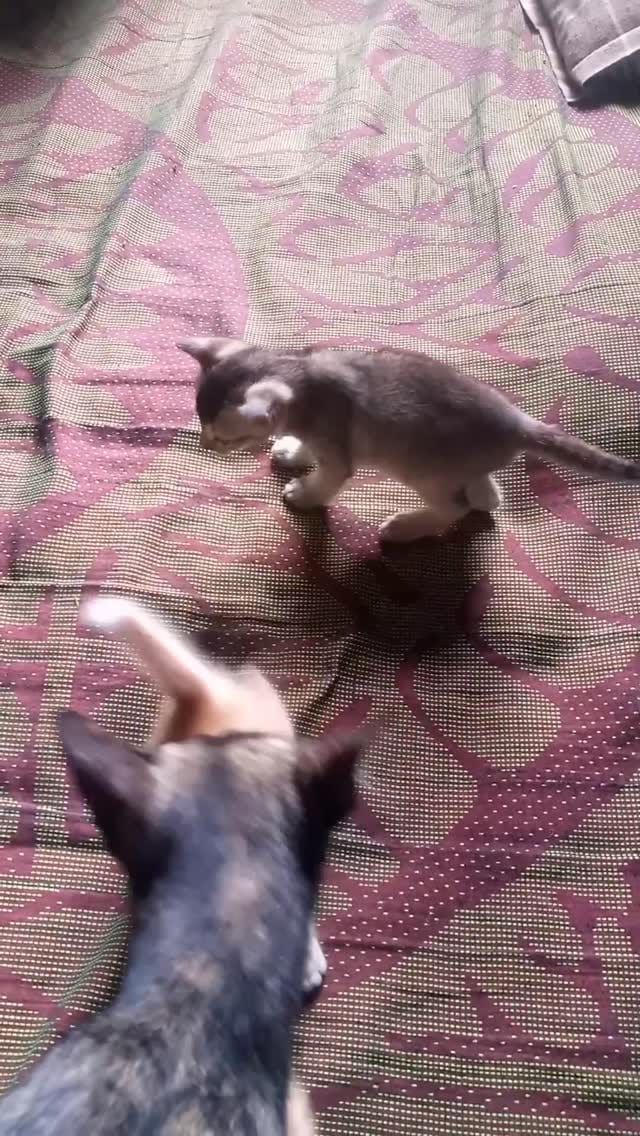 Post 6 by ΜΔƗŇ€ ĆØØŇ 🇺🌞🇦🇮🇬🇧🇺🇸 on Instagram (video)