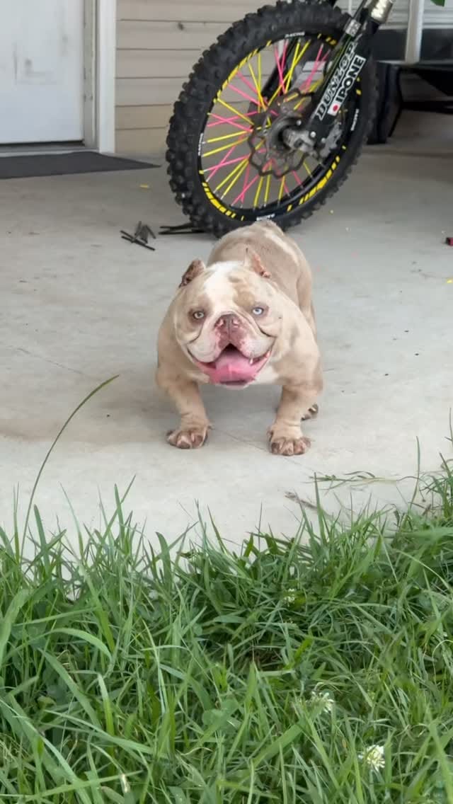 Post 5 by Welcome To The Dog Pound!🐶⭐️ on Instagram (video)
