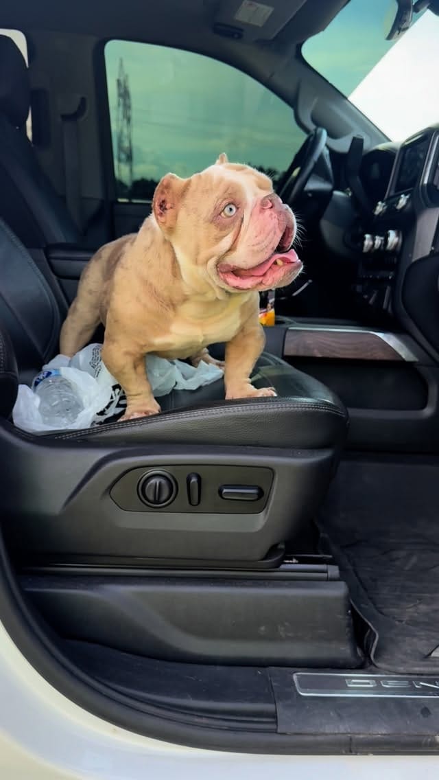 Post 2 by Welcome To The Dog Pound!🐶⭐️ on Instagram (video)