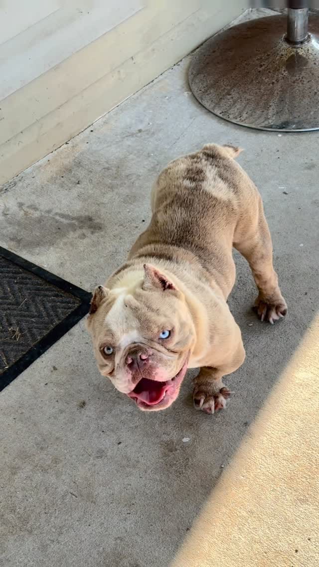 Post 3 by Welcome To The Dog Pound!🐶⭐️ on Instagram (video)