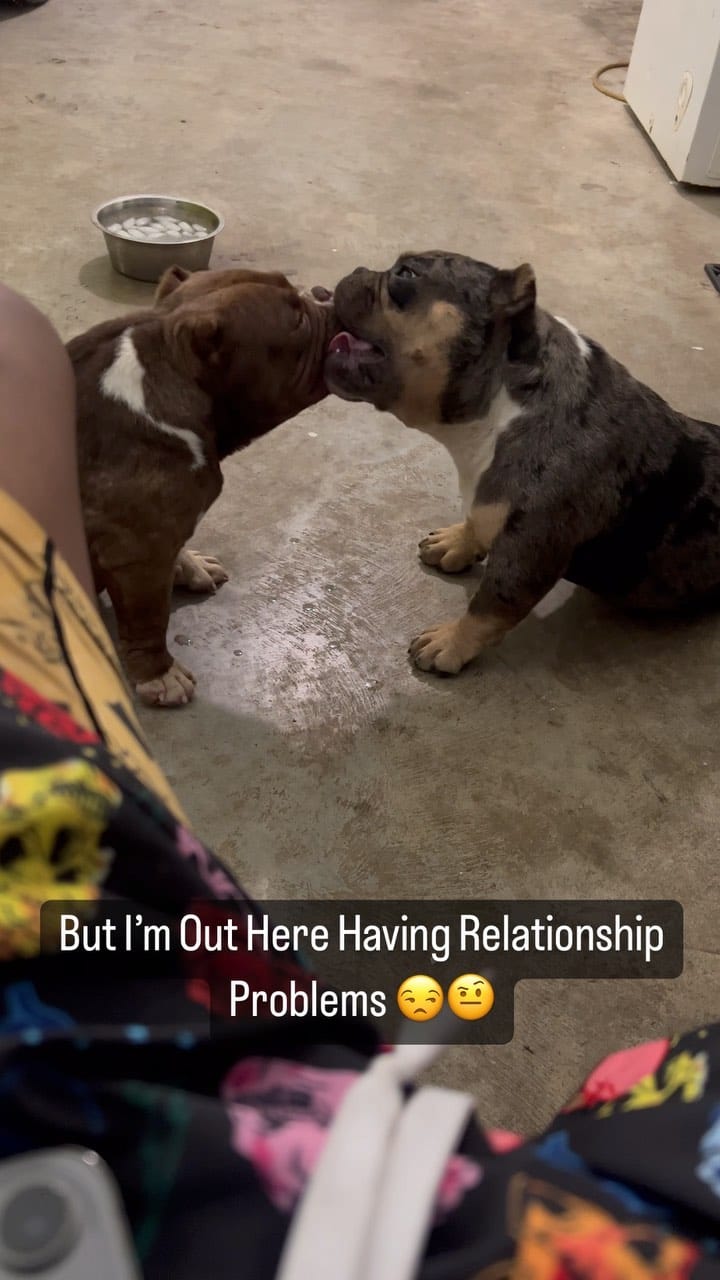Post 7 by Welcome To The Dog Pound!🐶⭐️ on Instagram (video)