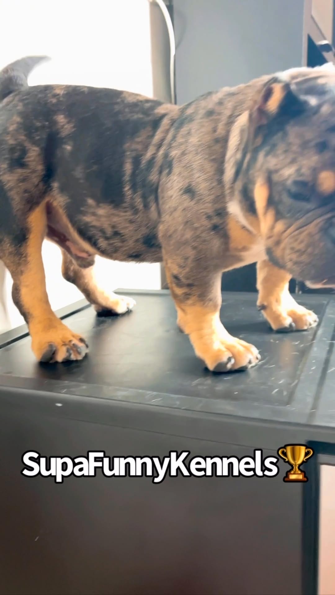 Post 8 by Welcome To The Dog Pound!🐶⭐️ on Instagram (video)