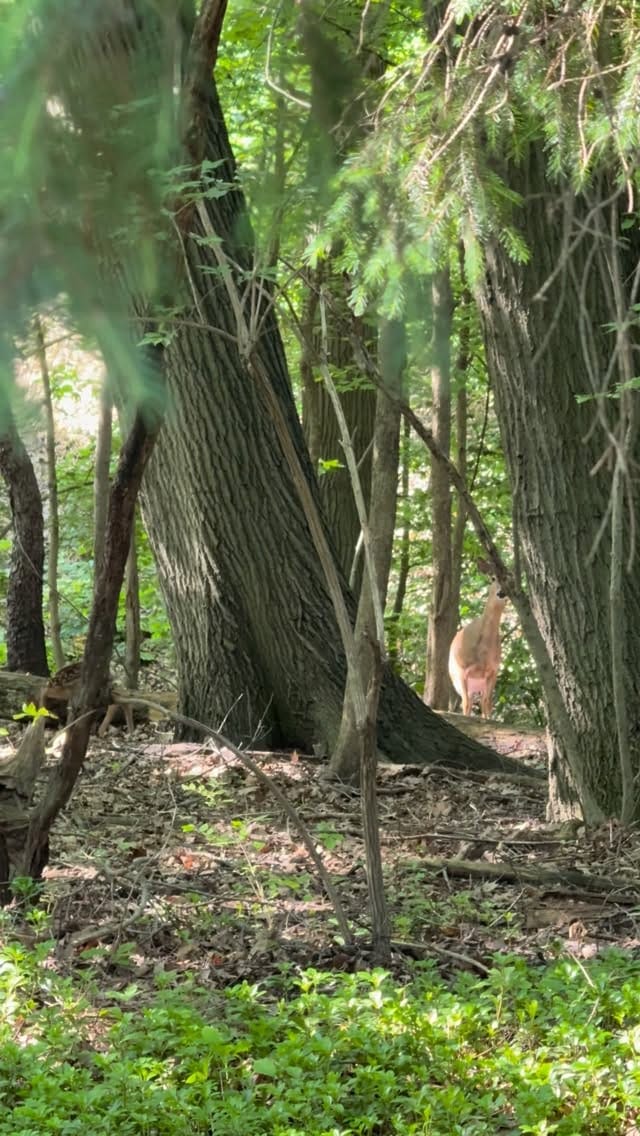 Post 1 by Managing DeerTV on Instagram (video)