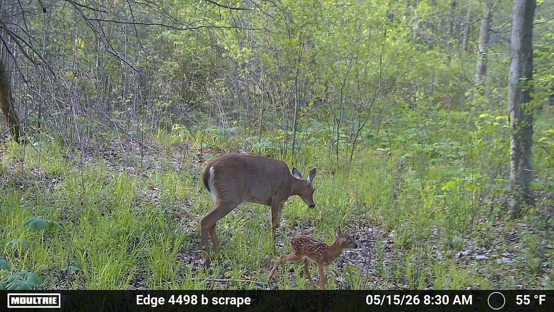 Post 2 by Managing DeerTV on Instagram (image)
